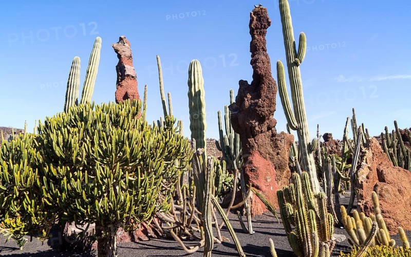 Cactus plants inside Jardin de Cactus designed by César Manrique, Guatiza, Lanzarote, Canary Islands, Spain, Europe