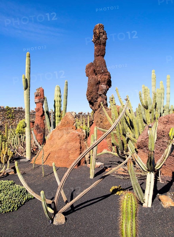 Cactus plants inside Jardin de Cactus designed by César Manrique, Guatiza, Lanzarote, Canary Islands, Spain, Europe