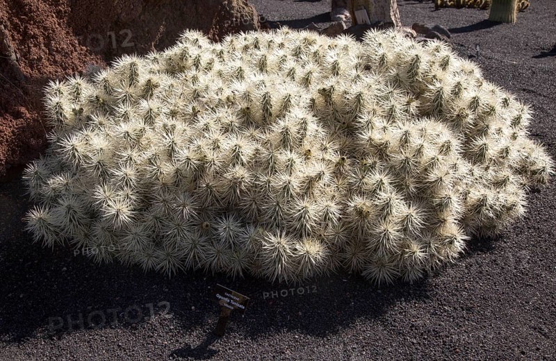 Cactaceae, Optunia Tunicata, from Mexico. Jardin de Cactus designed by César Manrique, Guatiza, Lanzarote, Canary Islands, Spain, Europe
