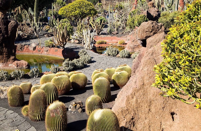 Cactus plants inside Jardin de Cactus designed by César Manrique, Guatiza, Lanzarote, Canary Islands, Spain, Europe