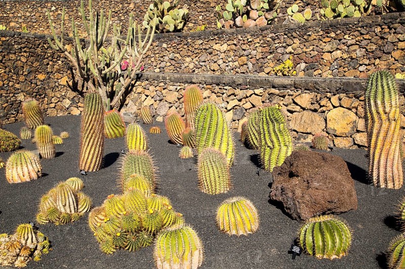 Cactus plants inside Jardin de Cactus designed by César Manrique, Guatiza, Lanzarote, Canary Islands, Spain, Europe