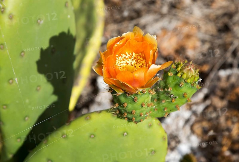 Flower of opuntia ficus-indica prickly pear cactus crop for cochineal production, Mala, Lanzarote, Canary Islands, Spain, Europe