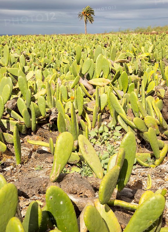 Opuntia ficus-indica prickly pear cactus crop for cochineal production, Mala, Lanzarote, Canary Islands, Spain, Europe