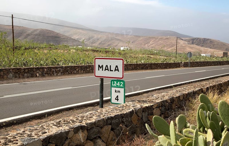Opuntia ficus-indica prickly pear cactus crop for cochineal production, Mala, Lanzarote, Canary Islands, Spain, Europe