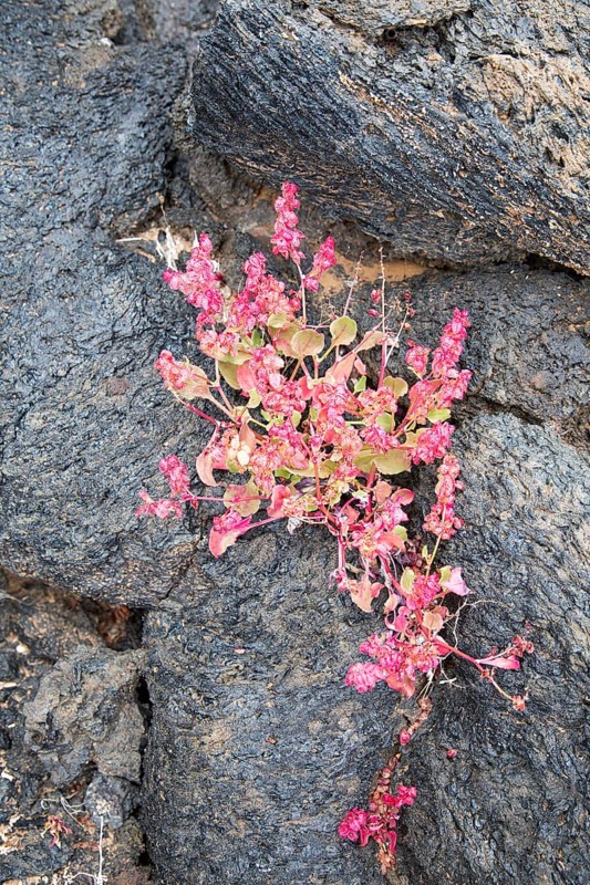 Rumex vesicarius, bladder dock, plant growing in lava field, Tahiche, Lanzarote, Canary Islands, Spain, Europe