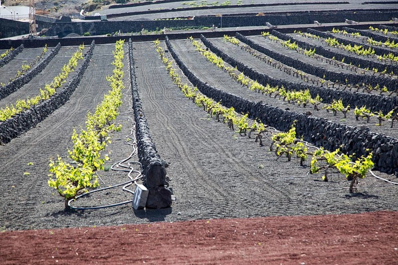 Rows of grapevines with black volcano soils and stone wall, Lanzarote, La Geria, Canary Islands, Spain, Europe
