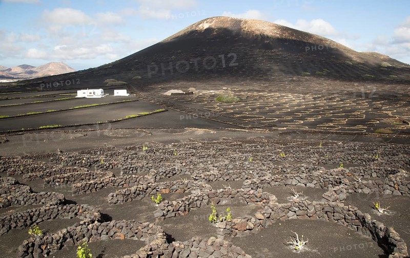 Grapevines growing in black volcanic soil in protected enclosed pits, La Geria, Lanzarote, Canary Islands, Spain, Europe