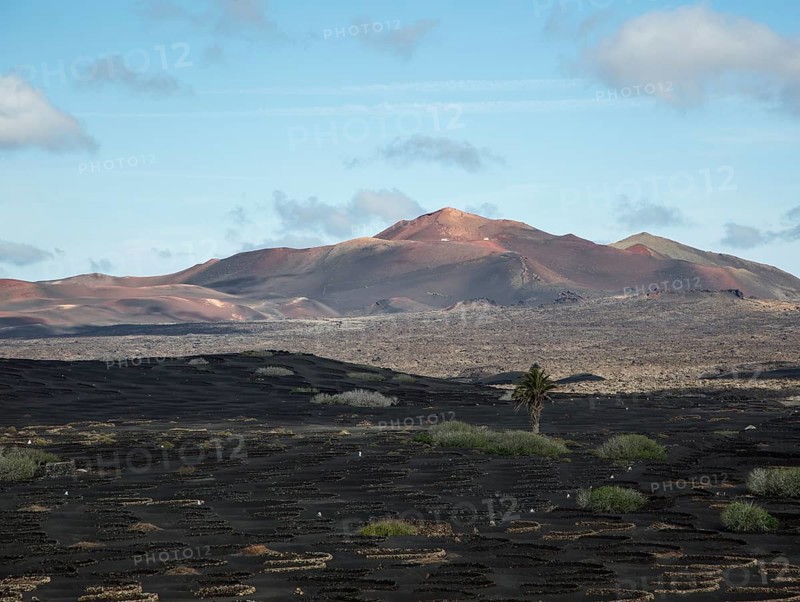 Grapevines growing in black volcanic soil in protected enclosed pits, La Geria, Lanzarote, Canary Islands, Spain distant view of Timanfaya volcano