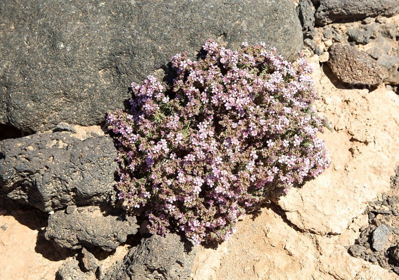Frankenia pulverulenta, European sea-heath plant, growing on rocky coastal cliffs south west Lanzarote, Canary Islands, Spain, Europe