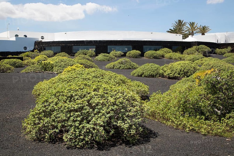 Euphorbia bushes dotted around in black volcanic ash outside Jameos de Agua building, Lanzarote, Canary Islands, Spain, Europe