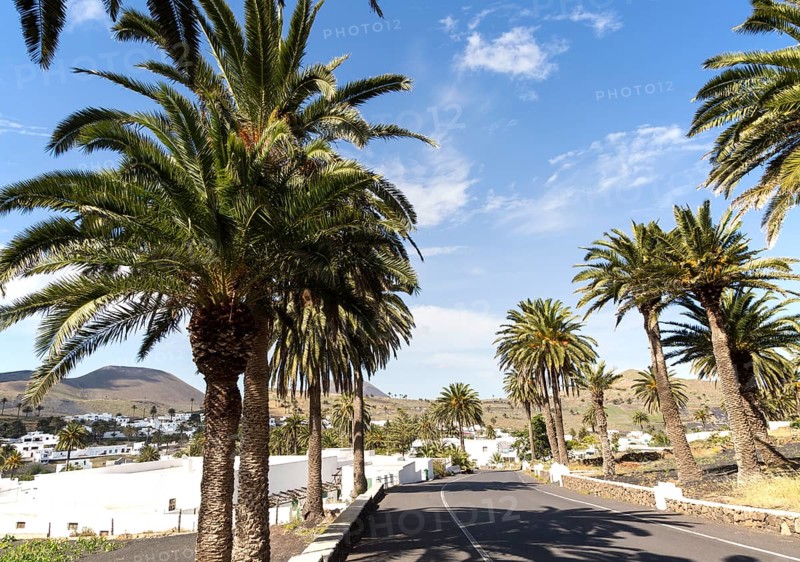 Palm trees line the road into Haria, Lanzarote, Canary Islands, Spain, Europe