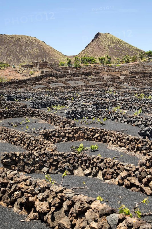 Dry stone walls and grapevines in sheltered enclosures, near Orzola, Lanzarote, Canary Islands, Spain, La Quemada de Orzola volcano, Europe