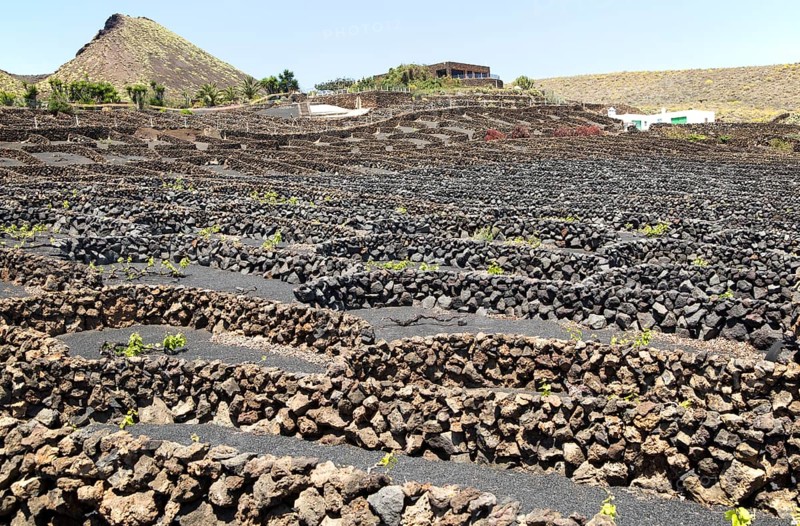 Dry stone walls and grapevines in sheltered enclosures, near Orzola, Lanzarote, Canary Islands, Spain, La Quemada de Orzola volcano, Europe