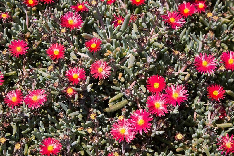 Mesembryanthemum plant with red and yellow flowers, Lanzarote, Canary Islands, Spain, Europe