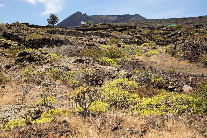 Euphorbia balsamifera and Kleinia Nerifolia growing on lava flows Malpais de Corona, Lanzarote, Canary Islands, Spain, Europe