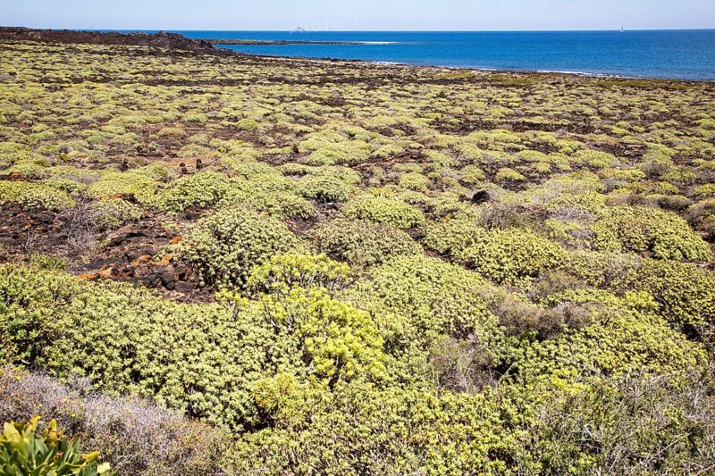 Euphorbia balsamifera growing on lava flows Malpais de Corona, Lanzarote, Canary Islands, Spain, Europe
