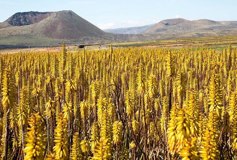 Aloe vera crop in flower with view of volcanoes in the distance, Lanzarote, Canary Islands, Spain, Europe