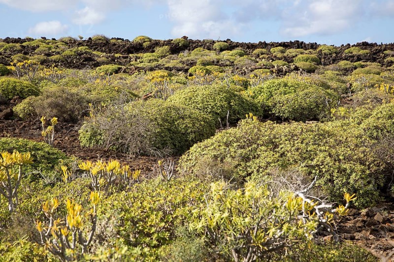 Euphorbia balsamifera Kleinia Nerifolia growing on lava flows Malpais de Corona, Lanzarote, Canary Islands, Spain, Europe