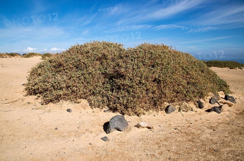 Sand dune vegetation landscape, Caleta de Famara, Lanzarote, Canary islands, Spain, Europe