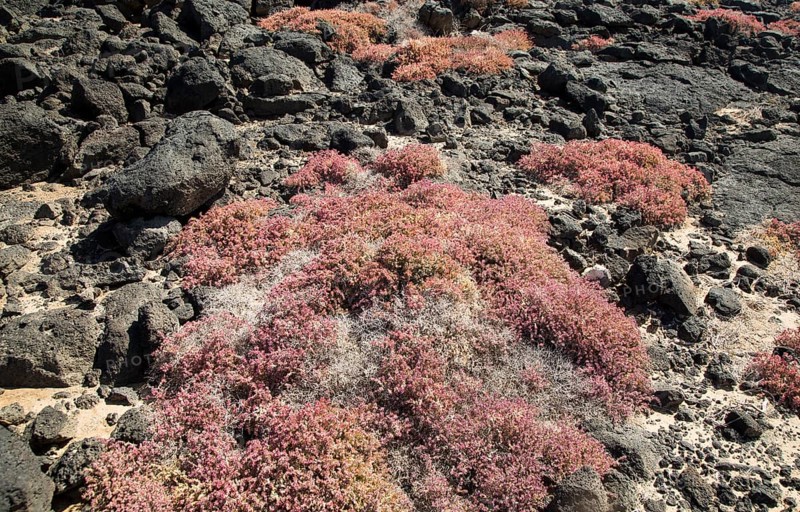 Pink red prostrate succulent plant Mesembryanthemum nodiflorum growing in rocky coastal environment, La Isleta, Lanzarote, Canary islands, Spain, Europe