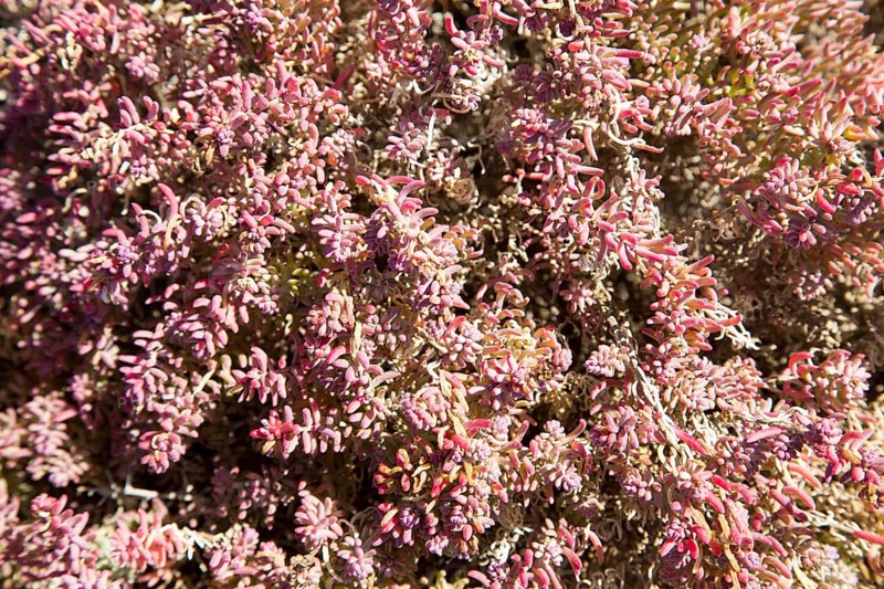 Close up of pink red prostrate succulent plant Mesembryanthemum nodiflorum, La Isleta, Lanzarote, Canary islands, Spain, Europe