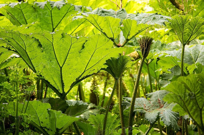 Giant Gunnera, Gunnera manicata, growing wild in woodland at Trenoweth, near St Keverne, Cornwall, England, UK