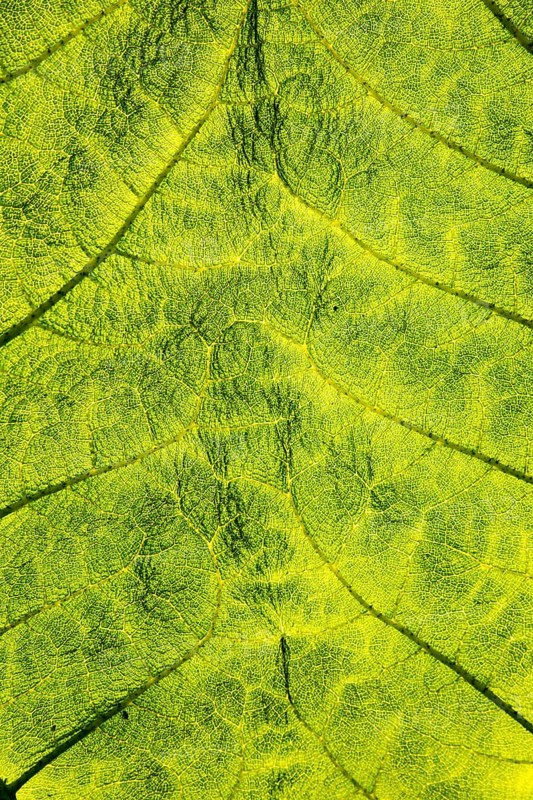 Close up detail of leaf structure, Giant Gunnera, Gunnera manicata, growing wild Trenoweth, near St Keverne, Cornwall, England, UK