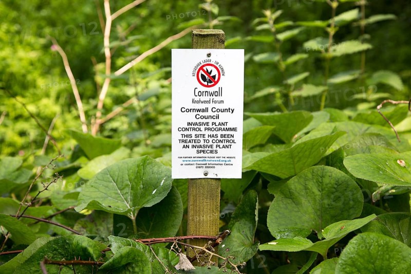 Invasive plant control of Japanese Knotweed, Fallopia japonica, near St Keverne, Cornwall, England, UK
