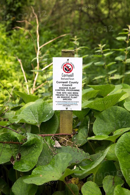 Invasive plant control of Japanese Knotweed, Fallopia japonica, near St Keverne, Cornwall, England, UK
