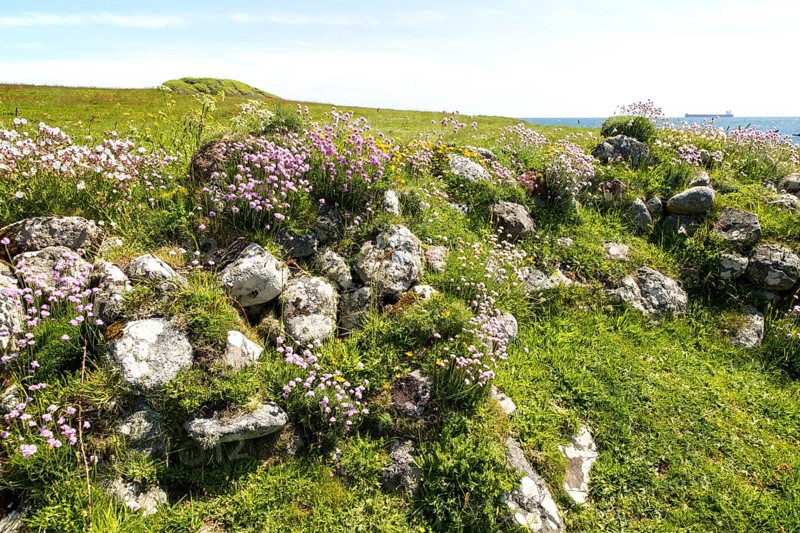 Armeria maritima, sea thrift, in flower, Lowland Point, Lizard Peninsula, Cornwall, England, UK