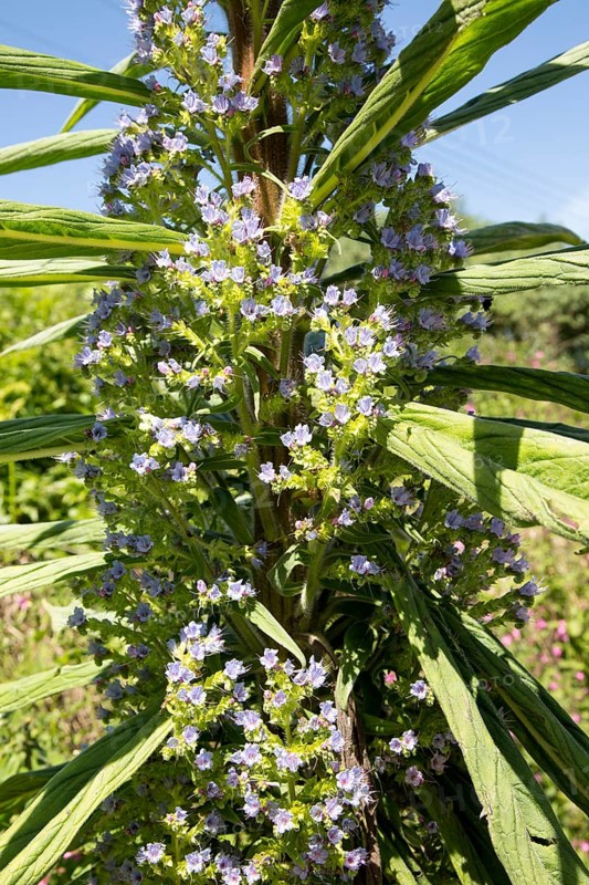 Giant viper's-bugloss plant flowering, Echium pininana, Coverack, Lizard Peninsula, Cornwall, England, UK