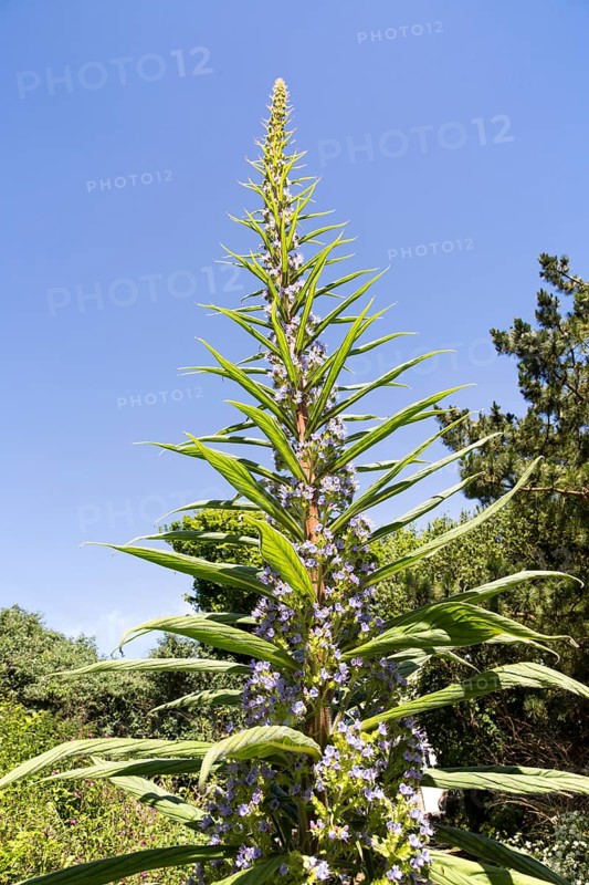 Giant viper's-bugloss plant flowering, Echium pininana, Coverack, Lizard Peninsula, Cornwall, England, UK