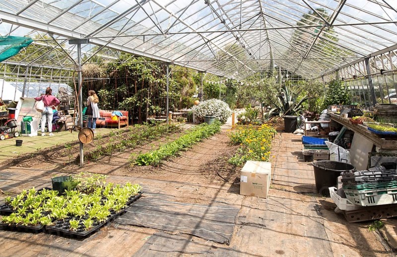 Inside large glasshouse, Potager Garden, Constantine, Cornwall, England, UK
