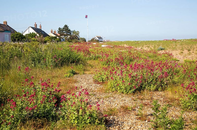 Valerian, Valeriana officinalis, in flower on beach at Shingle Street, Suffolk, England, UK