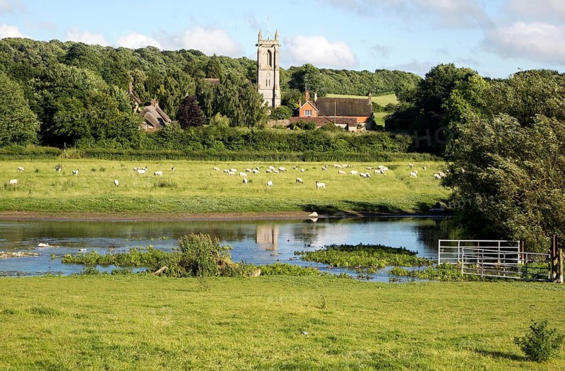 Sheep grazing in pasture by River Kennet, West Overton, Wiltshire, England, UK