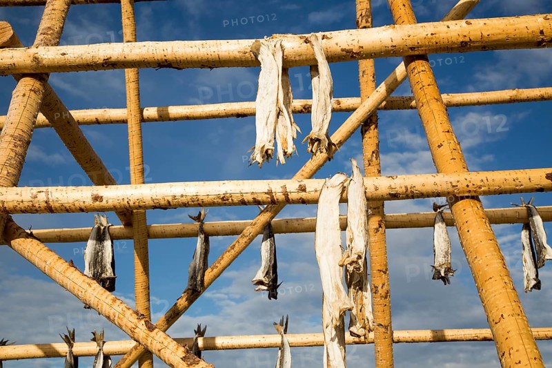 Cod fish drying outside on wooden pole, Svolvaer, Lofoten Islands, Nordland, Norway, Europe