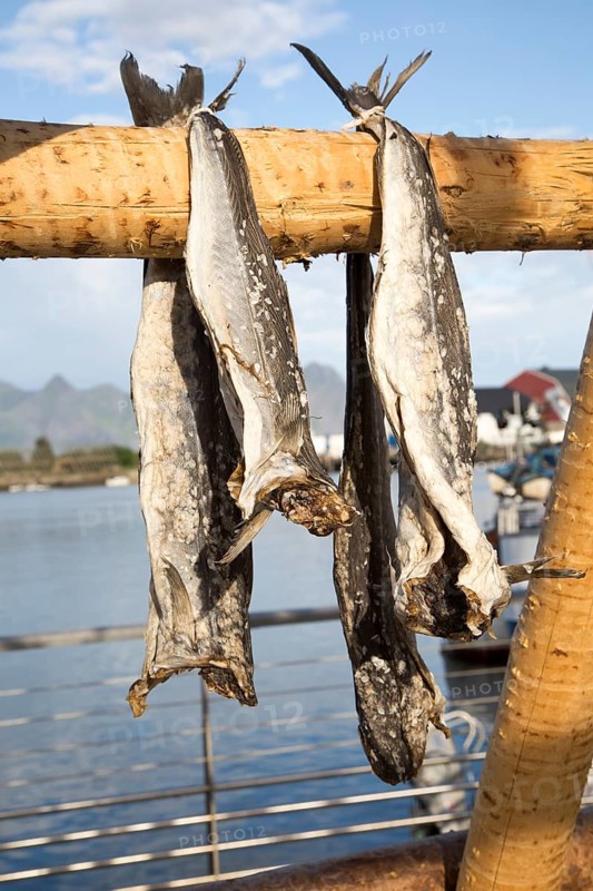 Cod fish drying outside on wooden pole, Svolvaer, Lofoten Islands, Nordland, Norway, Europe