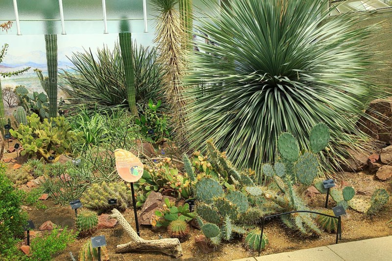 Desert plants inside the Princess of Wales conservatory Royal Botanic Gardens, Kew, London, England, UK