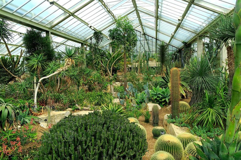 Desert plants inside the Princess of Wales conservatory Royal Botanic Gardens, Kew, London, England, UK