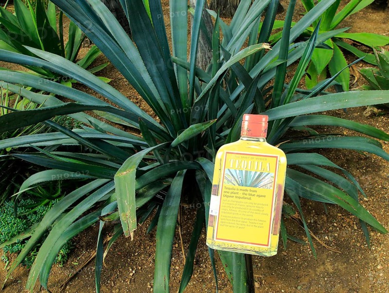 Agave tequila cactus plant information sign label, Princess of Wales conservatory Royal Botanic Gardens, Kew, London, England, UK