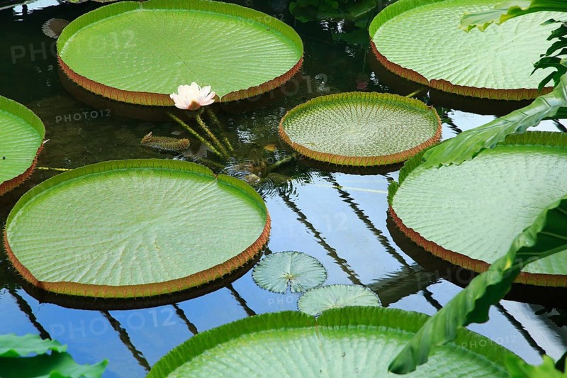 Water lily plants, tropical rainforest environment, Princess of Wales conservatory, Royal Botanic Gardens, Kew, London, England, UK