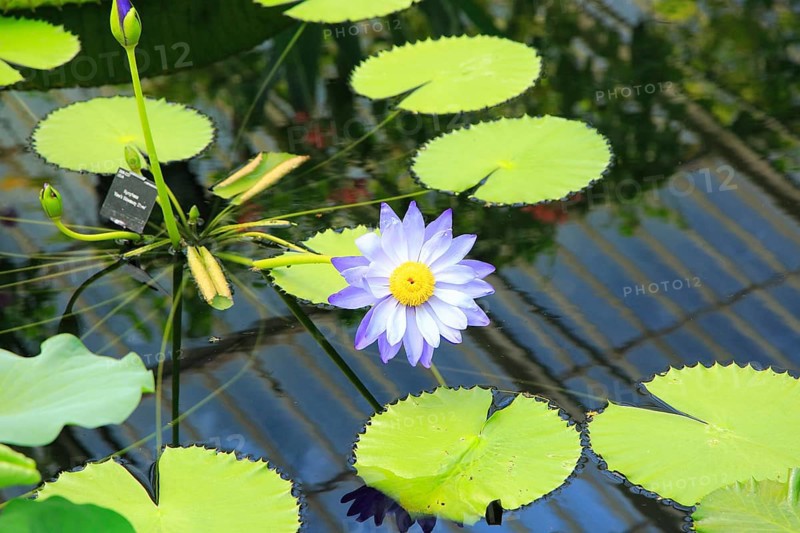 Amazon waterlily (Victoria amazonica) flower and floating leaves, Water Lily House, Royal Botanic Gardens, Kew, London, England, UK