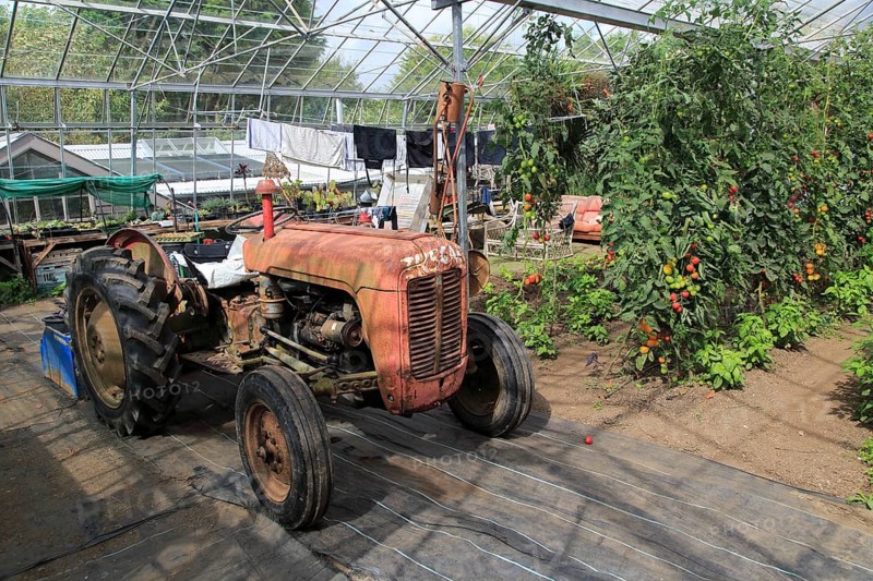 Red vintage tractor inside large glasshouse, Potager Garden, Constantine, Cornwall, England, UK