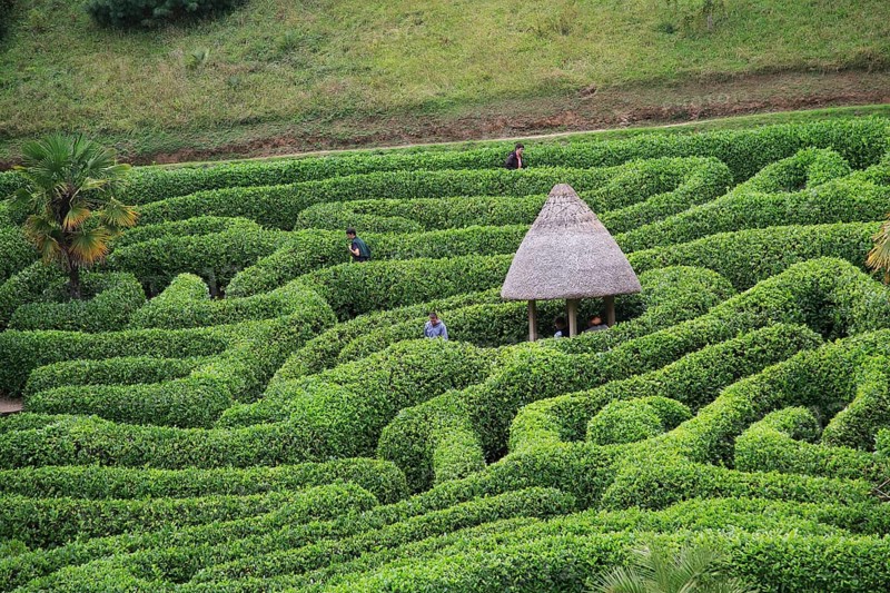 People exploring the Maze at Glendurgan Garden, Cornwall, England, UK