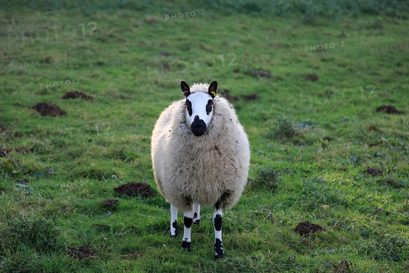 Close up of one sheep black and white speckled standing in field Sutton, Suffolk, England, UK