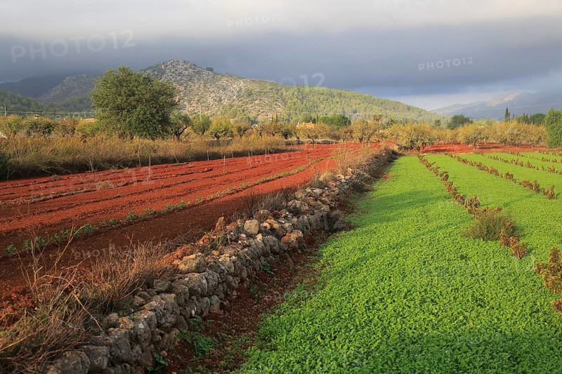 Valley farmland with red terra rosa soil, Lliber, Marina Alta, Alicante province, Spain, Europe