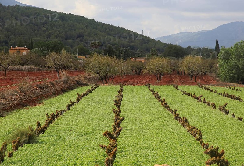 Valley farmland with red terra rosa soil, Lliber, Marina Alta, Alicante province, Spain, Europe
