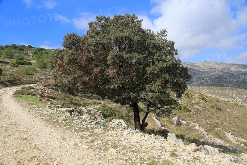 Mountain path in carboniferous limestone landscape, near Benimaurell, Vall de Laguar, Marina Alta, Alicante province, Spain, Europe