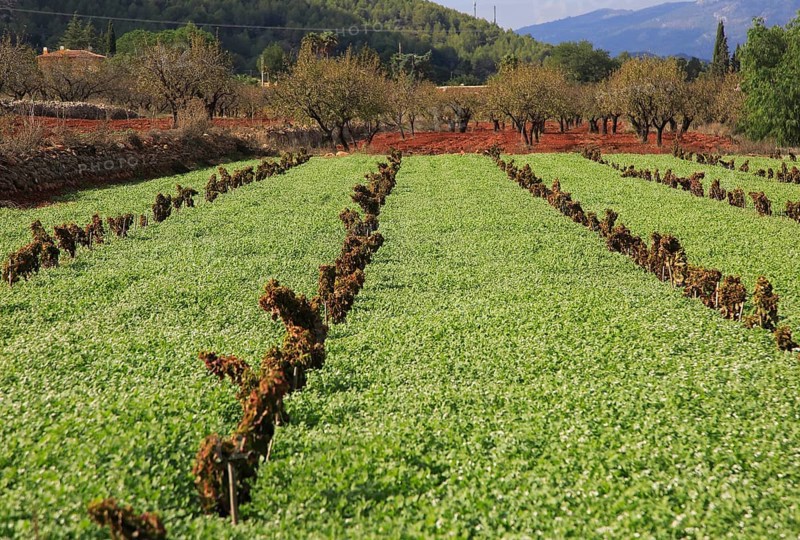 Valley farmland with red terra rosa soil, Lliber, Marina Alta, Alicante province, Spain, Europe