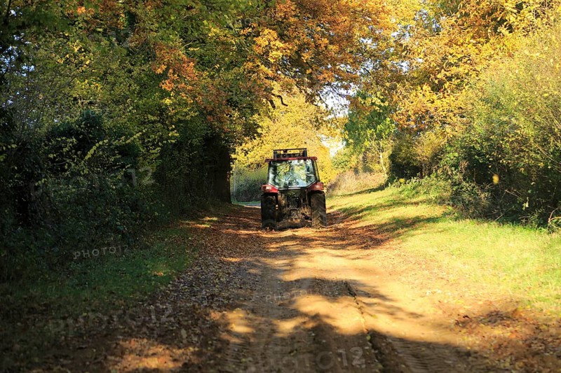 Tractor on sandy track autumnal trees, Sutton, Suffolk, England, UK